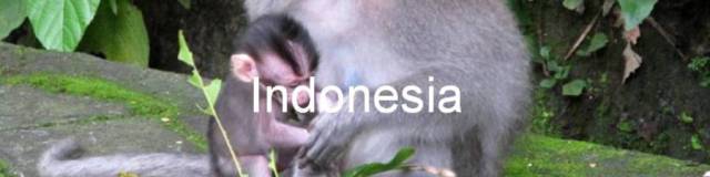 Indonesia. 0. Mono con su cría en el Bosque de monos. Monkey Forest, Ubud, Bali.