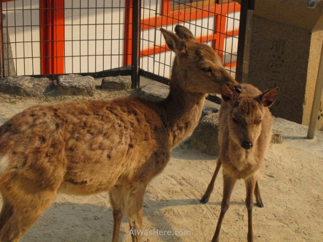 Ciervos Miyajima