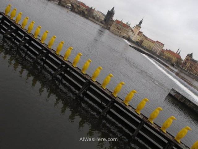 Pingüinos del Kampa