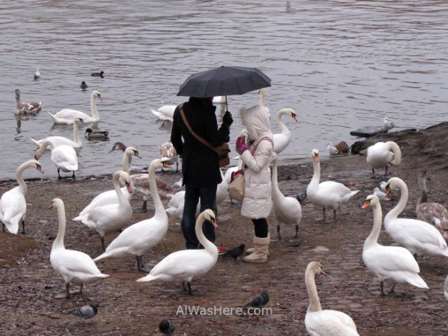 Praga Mala Strana Prague cisnes swans