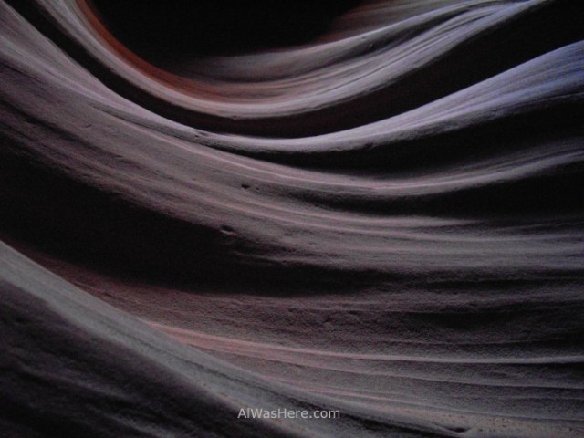 Antelope, primer plano