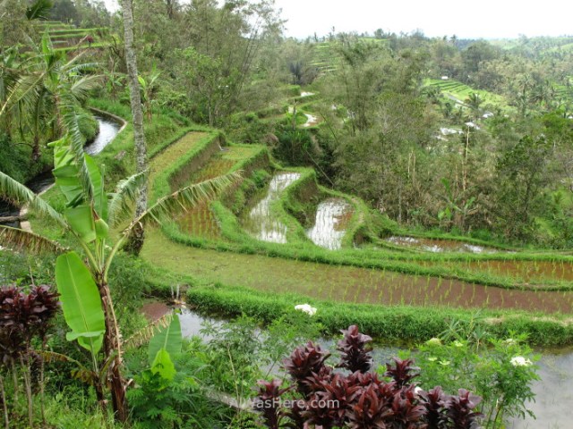 Jatiluwih (5)