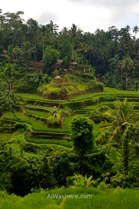 Terrazas arroz Bali Tegallalang Rice paddies fields (4)