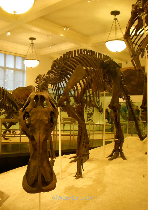 fosil-dinosaurio-museo-americano-de-historia-natural-nueva-york-fossil-museum-history-new