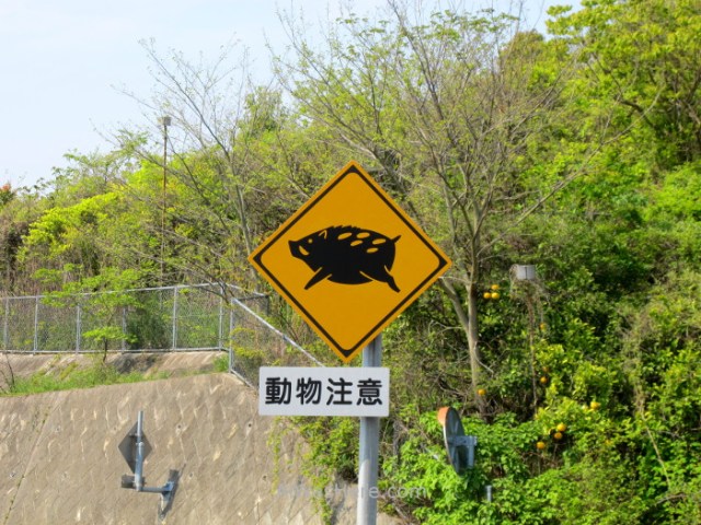 Shimanami Kaido 8.2. Señal de trafico jabalies Japon. trafic signal wild boars Japan