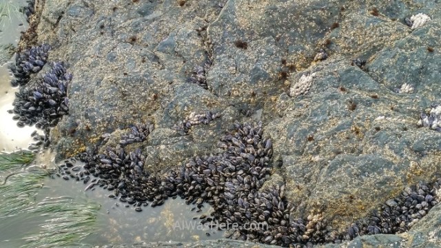 Juan de fuca 10. Botanical Beach. Mejillones Marine Trail, Isla de Vancouver, Columbia britanica, Canada. Island, British. Mussels