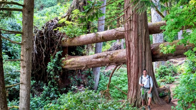 Juan de Fuca 11. alwashere arboles caidos perpendicular bosque Marine Trail, Isla de Vancouver, Columbia Britanica, Canada. British, Island forest fallen trees