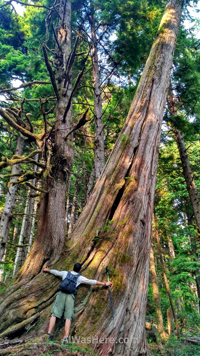 Juan de Fuca 13. arboles gigantes cedro rojo bosque Marine Trail, Isla de Vancouver, Columbia Britanica, Canada. British, Island forest trees red cedar western