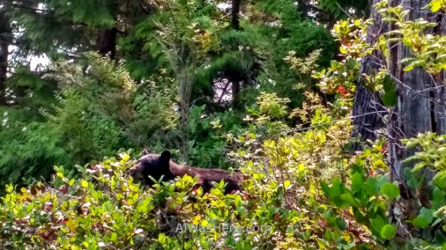 JUAN DE FUCA 14. Oso negro, Juan de Fuca Marine Trail, Isla de Vancouver, Columbia Britanica, Canada. Island, British. Black Bear