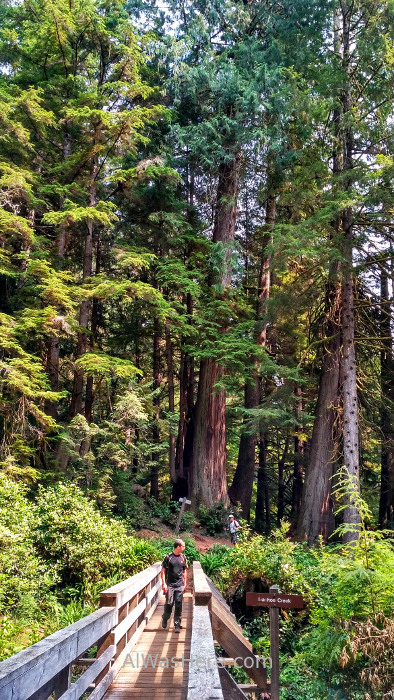 Juan de Fuca 17. puente Marine Trail, Isla de Vancouver, Columbia Britanica, Canada. British, Island bridge