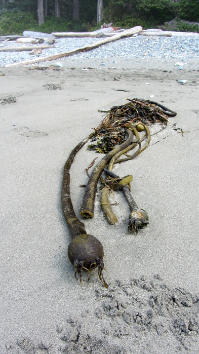 Juan de Fuca 2. Algas. Marine Trail, Isla de Vancouver, Columbia Britanica, Canada. British, Island Algae