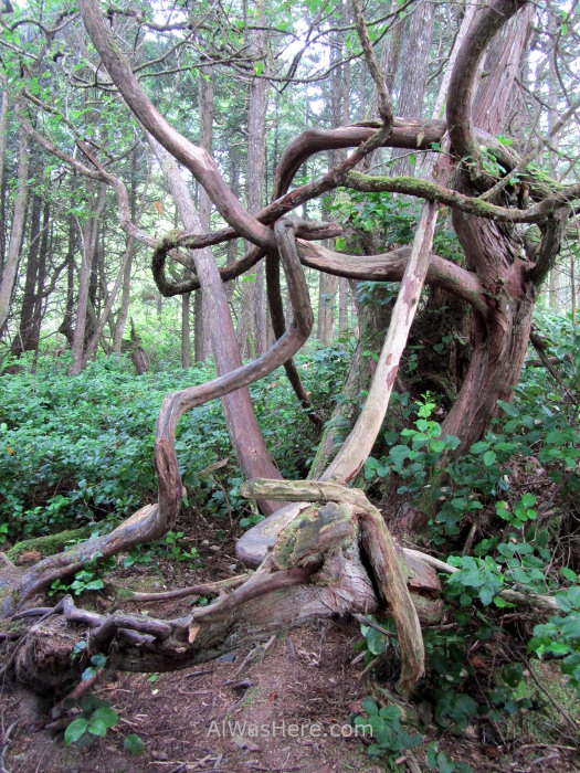 Juan de fuca 3. Botanical Beach. Arboles torcidos por el viento. Marine Trail, Isla de Vancouver, Columbia britanica, Canada. Island, British. Trees wind