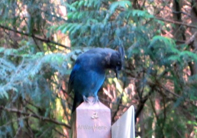 JUAN DE FUCA 35. Arrendajo azul de Steller Parkinson Creek Marine Trail, Isla de Vancouver, Columbia Britanica, Canada. British, Island. Blue jay