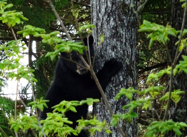 JUAN DE FUCA 36. Oso negro, Marine Trail, Isla de Vancouver, Columbia Britanica, Canada. British, Island. Black bear