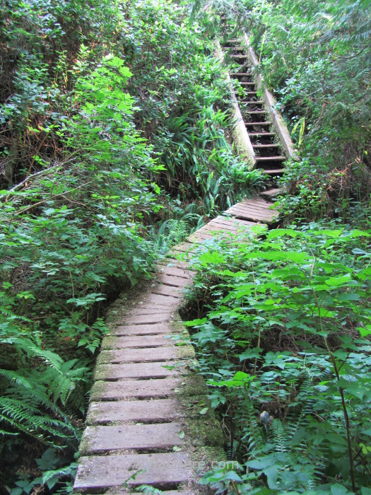 JUAN DE FUCA 37. Escaleras, Marine Trail, Isla de Vancouver, Columbia Britanica, Canada. British, Island. Stairs