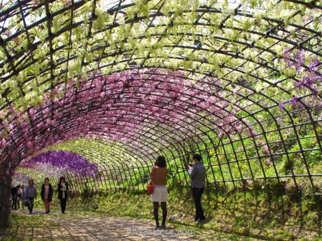 Kawachi Fujien 10. Tunel glicinias. Kitakyushu, Japon. Wisteria tunnel, Japan.