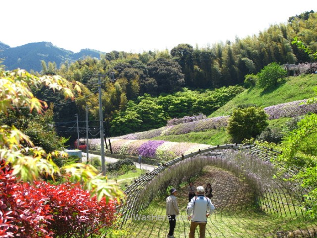 Kawachi Fujien 11. Tunel glicinias. Kitakyushu, Japon. Wisteria tunnel, Japan.