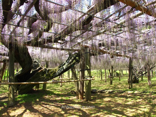 Kawachi Fujien 12. glicinias. Kitakyushu, Japon. Wisteria, Japan.