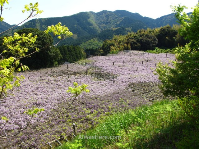 Kawachi Fujien 13. glicinias y arces japoneses. Kitakyushu, Japon. Wisteria and japanese maple tree, Japan.