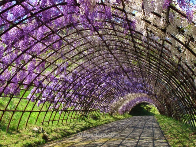 Kawachi Fujien 15. Tunel glicinias. Kitakyushu, Japon. Wisteria tunnel, Japan.