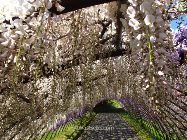 Kawachi Fujien 16. Tunel glicinias. Kitakyushu, Japon. Wisteria tunnel, Japan.