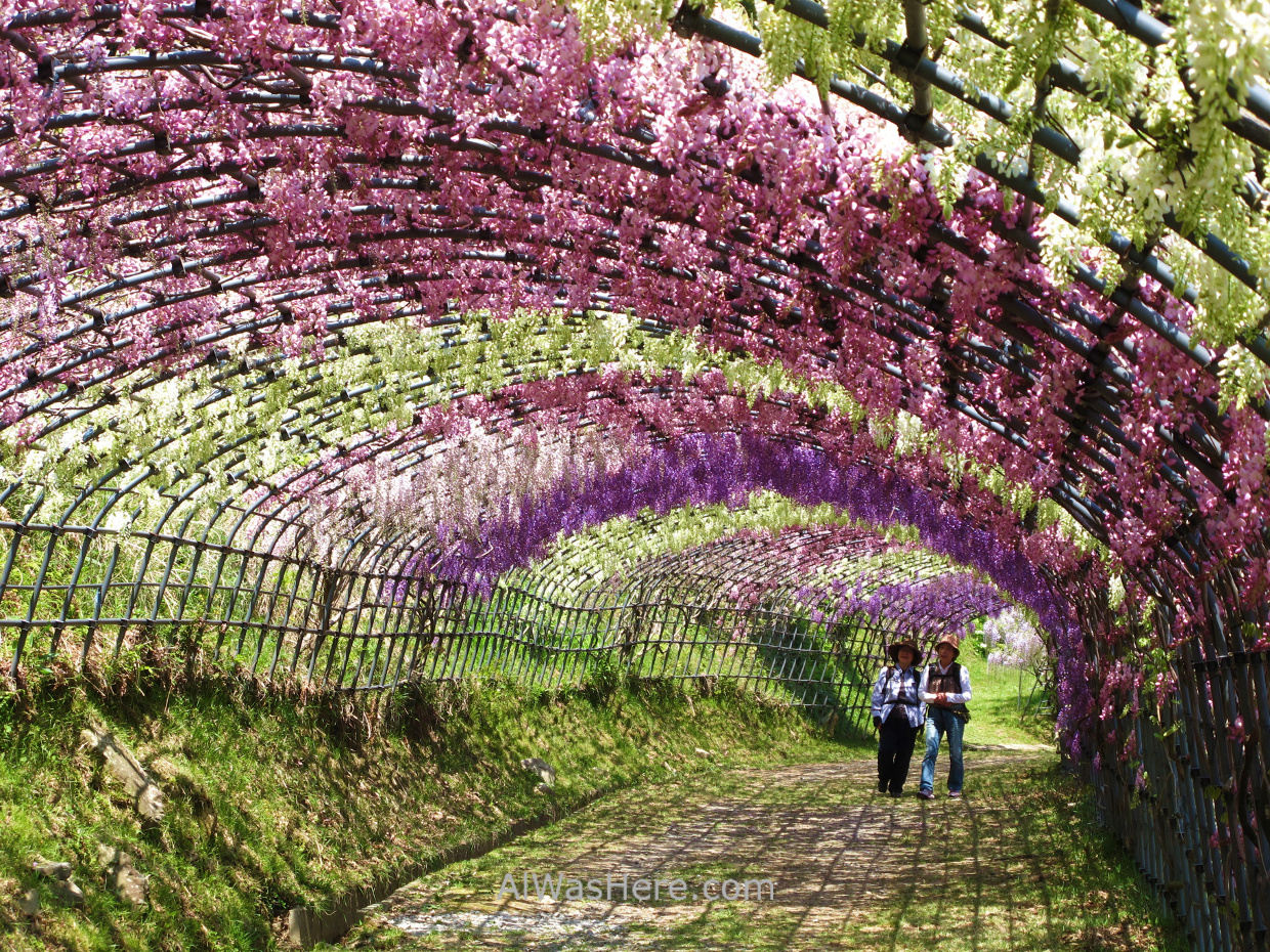 Kawachi Fujien 6. Tunel glicinias. Kitakyushu, Japon. Wisteria tunnel, Japan.