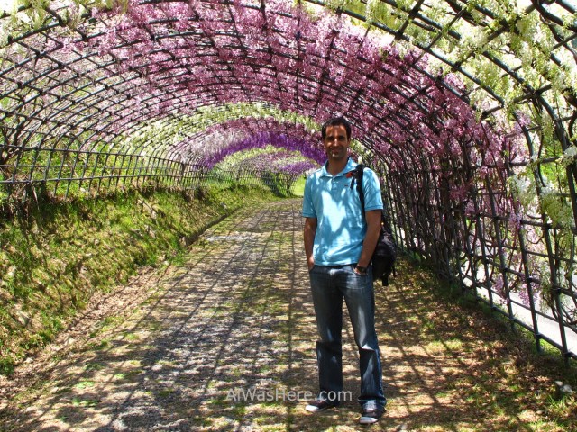 Kawachi Fujien 7. Tunel glicinias. Kitakyushu, Japon. Wisteria tunnel, Japan. Alwashere
