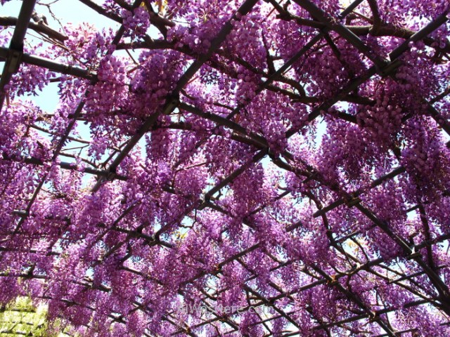 Kawachi Fujien 9. Tunel glicinias. Kitakyushu, Japon. Wisteria tunnel, Japan.