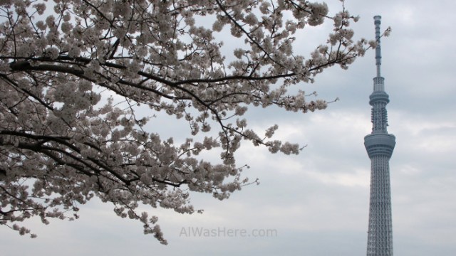 Sakura Hanami 20. Flores cerezo parque Sumida y Sky Tree Tokio Japon. Cherry blossoms park Tokyo Japan