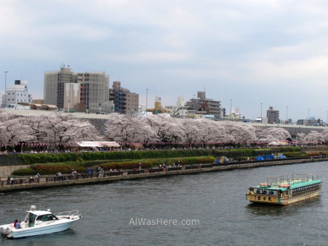 Sakura Hanami 22. Flores cerezo parque Sumida Tokio Japon. Cherry blossoms park Tokyo Japan