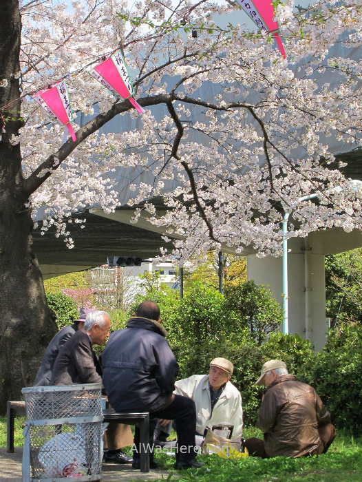 Sakura Hanami 25. Flores cerezo parque Sumida Tokio Japon. Cherry blossoms park Tokyo Japan
