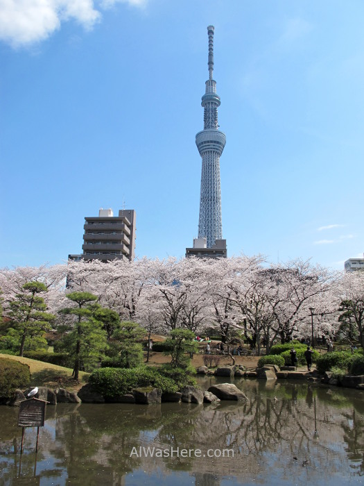 Sakura Hanami 26. Flores cerezo parque Sumida y Sky Tree Tokio Japon. Cherry blossoms park Tokyo Japan