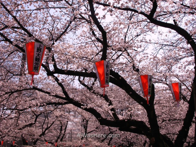 Sakura Hanami 3. Flores cerezo parque Ueno Tokio Japon. Cherry blossoms park Tokyo Japan