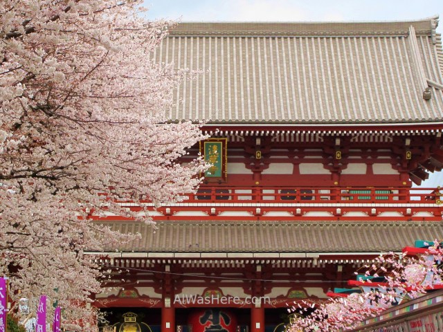 Sakura Hanami 30. Flores cerezo Senso-ji templo Tokio Japon. Cherry blossoms temple Tokyo Japan