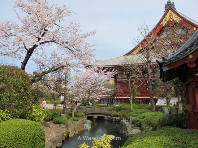Sakura Hanami 31. Flores cerezo Senso-ji templo Tokio Japon. Cherry blossoms temple Tokyo Japan
