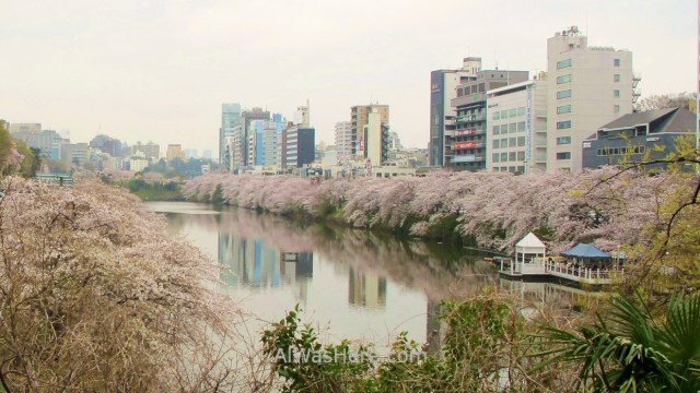 Sakura Hanami 33. Flores cerezo Chidorifugachi Tokio Japon. Cherry blossoms Tokyo Japan