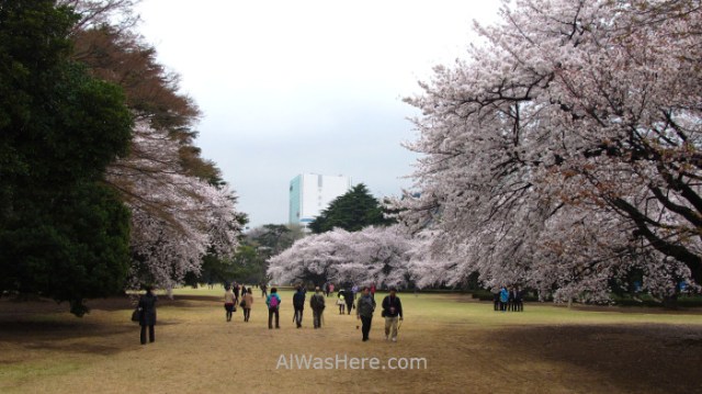 Sakura Hanami 44. Flores cerezo Shinjuku Gyoen Tokio Japon. Cherry blossoms Tokyo Japan