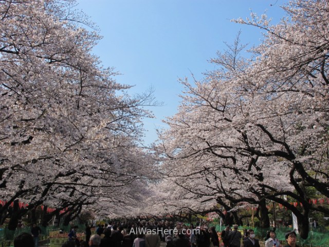 Sakura Hanami 6. Flores cerezo parque Ueno Tokio Japon. Cherry blossoms park Tokyo Japan