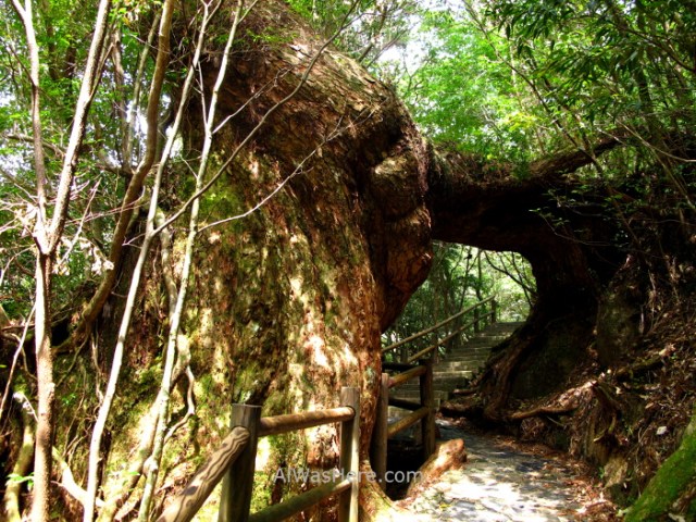 Yakushima 1. Yakusugi Land, Kyushu Japon Japan