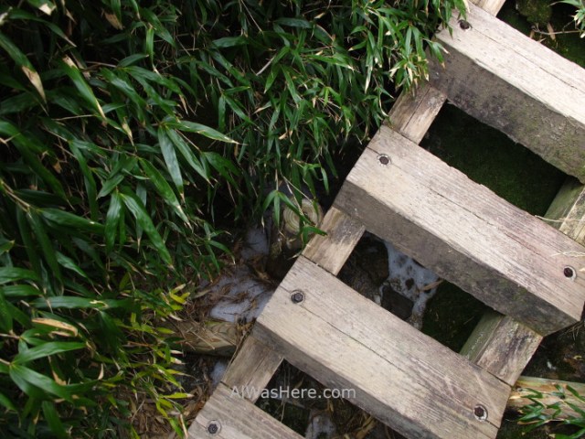YAKUSHIMA 11. nieve en el Miyanoura mountainTrail, Japon. snow Japan