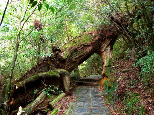 Yakushima 11. Yakusugi Land, Kyushu Japon Japan
