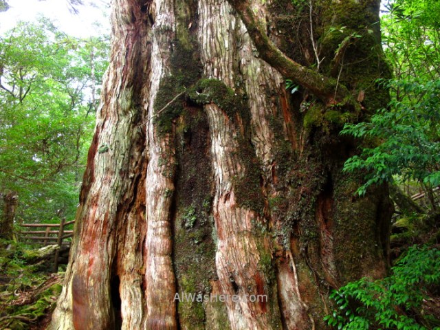 Yakushima 15. Kigensugi, Kyushu Japon Japan