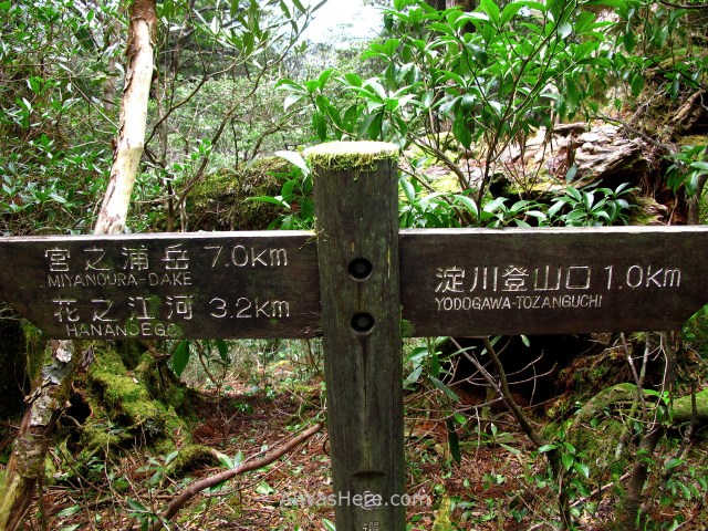 YAKUSHIMA 18. Miyanoura mountainTrail, Japon. Japan