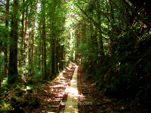 YAKUSHIMA 2. Arakawa Trail, Japon. Japan