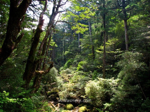 Yakushima 2. Yakusugi Land, Kyushu Japon Japan