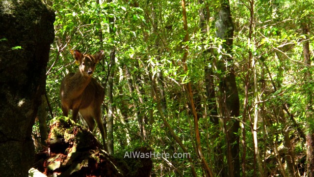 YAKUSHIMA 3. Ciervo en el Arakawa Trail, Japon. Deer in Japan (2)
