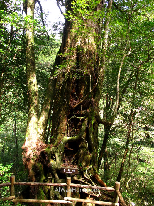 Yakushima 3. Sennensugi Yakusugi Land, Kyushu Japon Japan