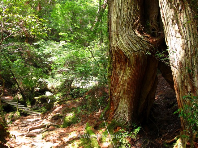 Yakushima 4. Yakusugi Land, Kyushu Japon Japan