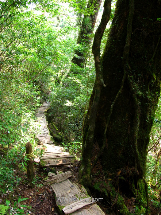 Yakushima 5. Yakusugi Land, Kyushu Japon Japan