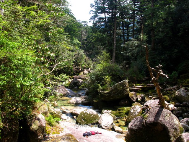 Yakushima 6. Yakusugi Land, Kyushu Japon Japan